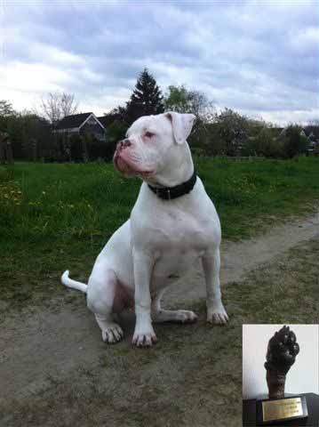 american bulldog